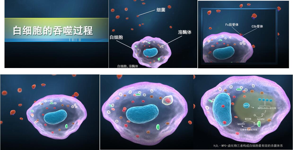 实验详情