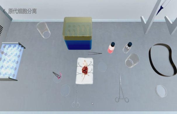 实验详情