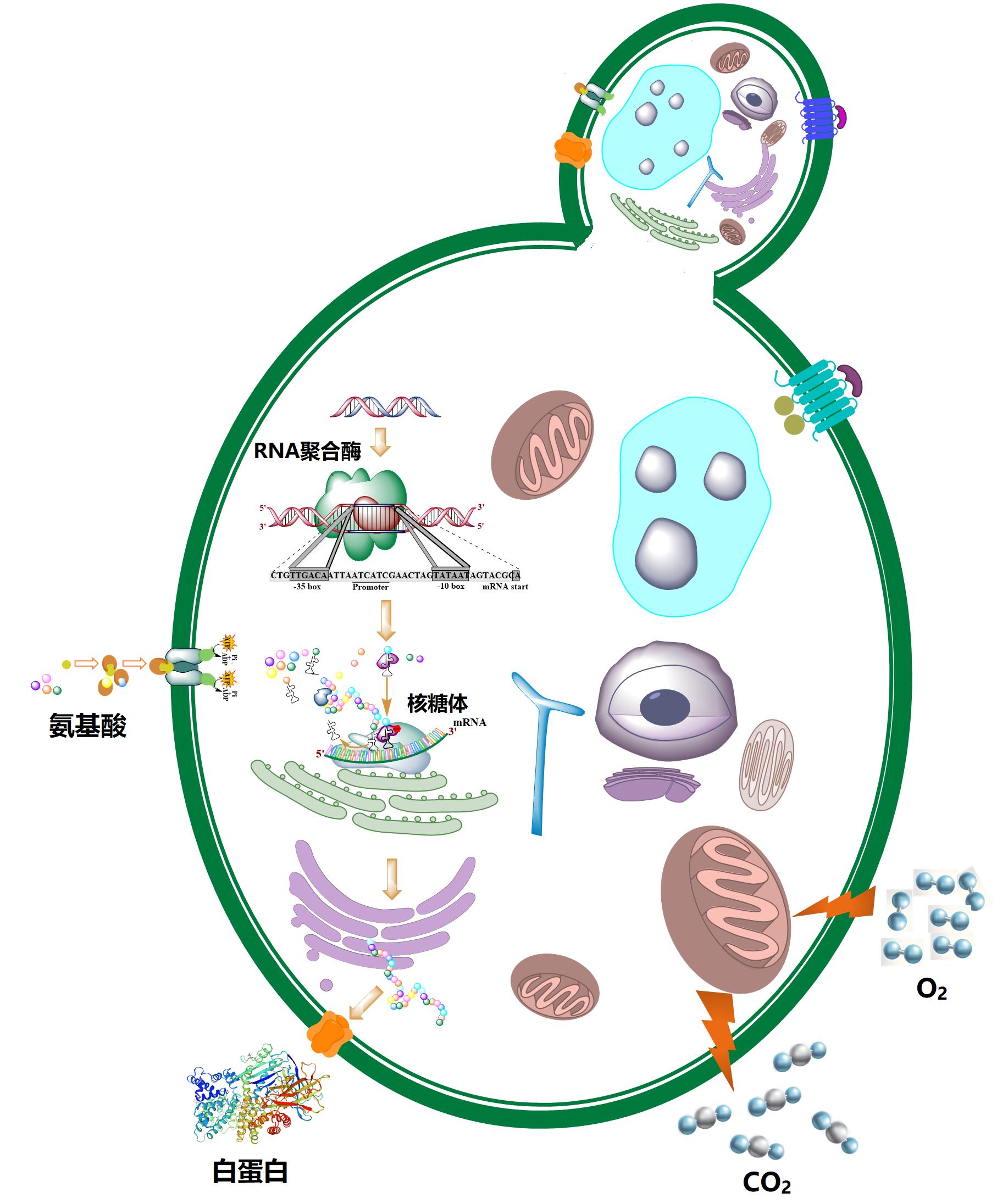 杏之图吧 明星合成 白冰 微电网群优化调度虚拟仿真实验
