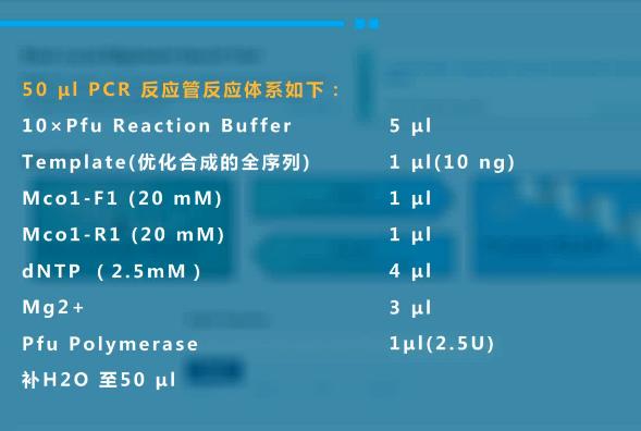 实验详情