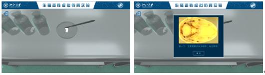 图23 胎仔内脏检查.png