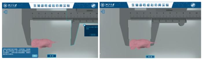 顶臀比.png