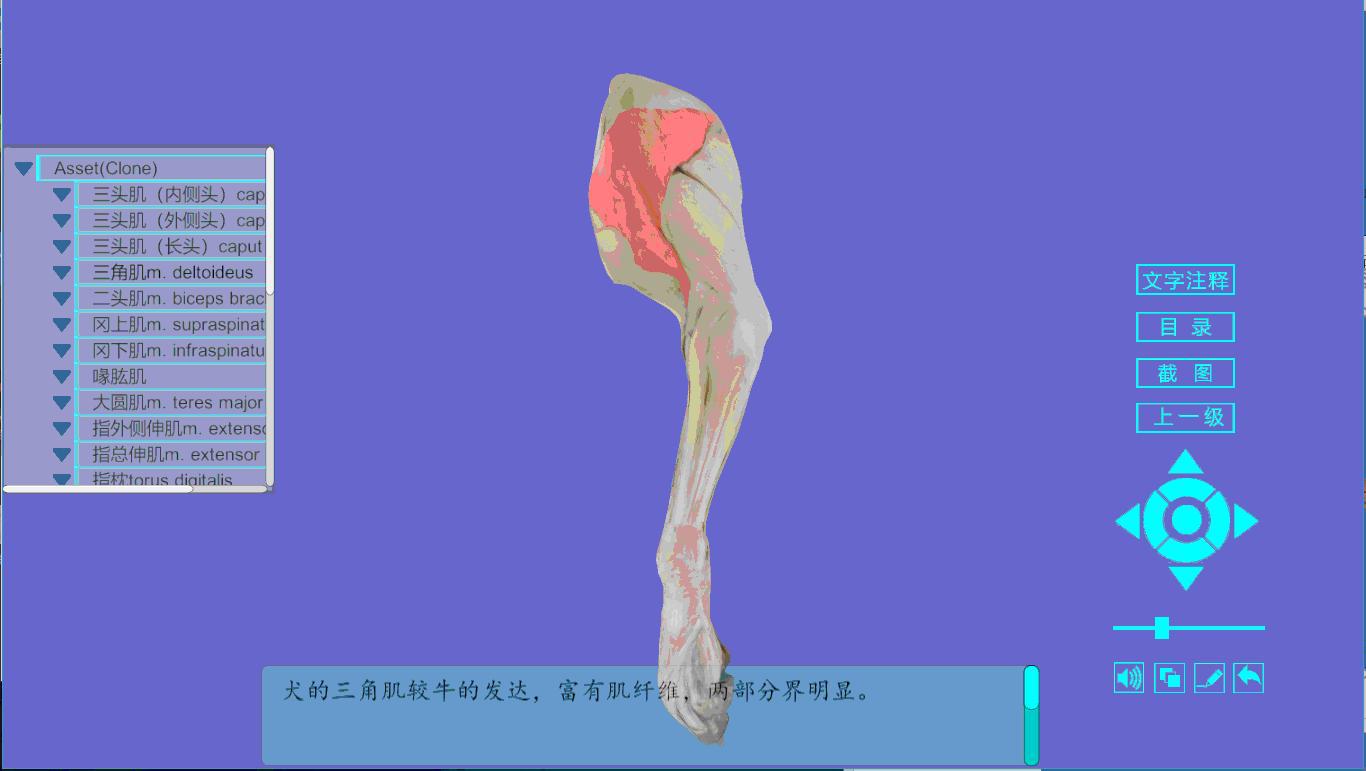 树大招风打一个生肖
