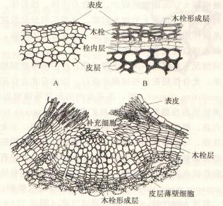 实验详情