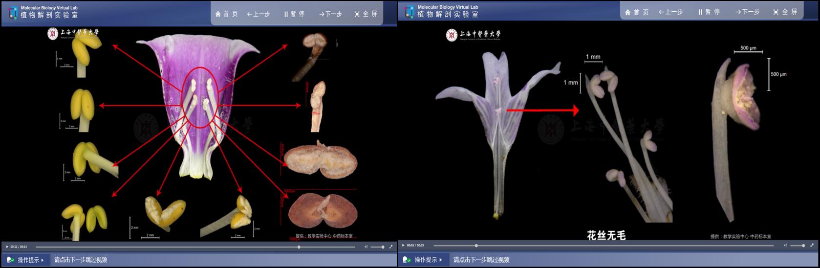 实验详情